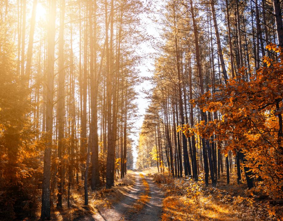 Bos in herfst