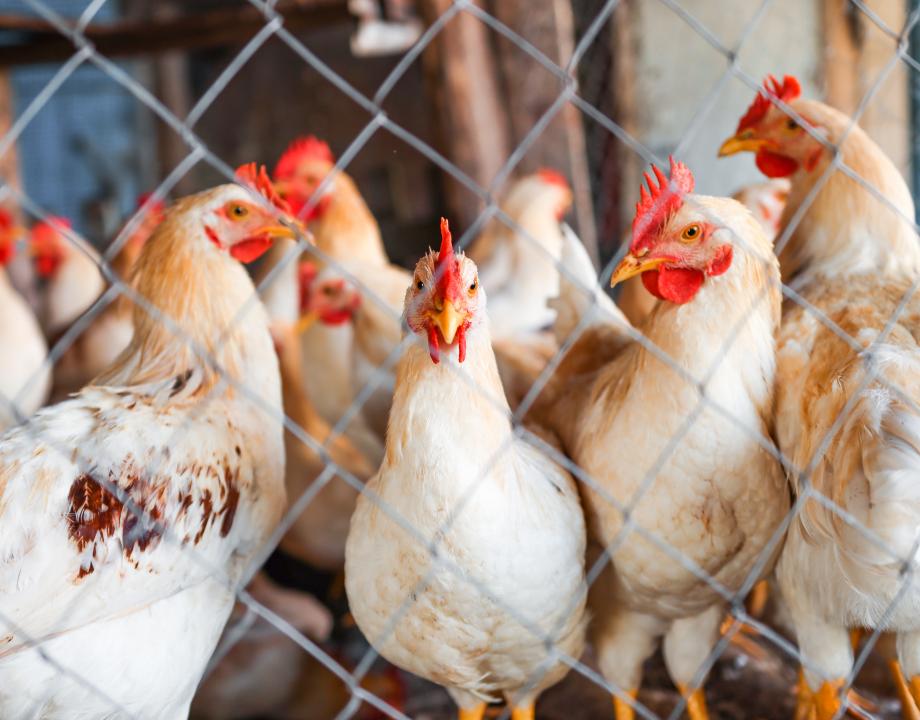 bereid-je-voor-op-dierziekten-crisis-vnog-01